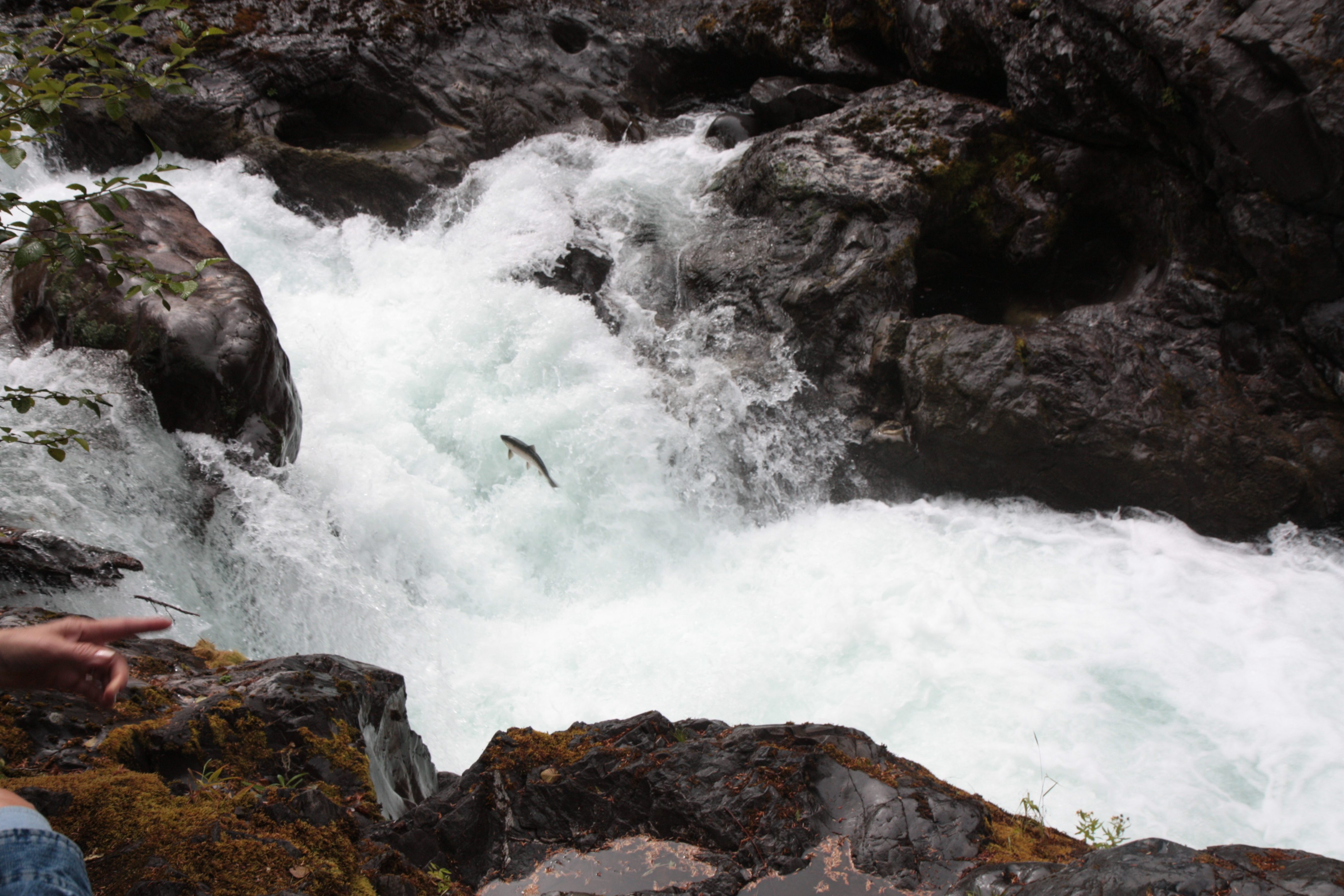 Olympic NP